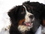 Zhund